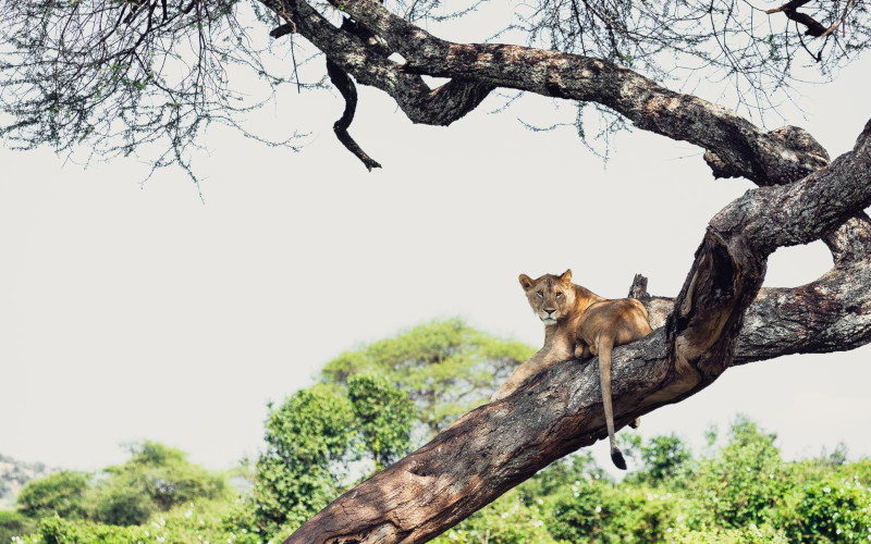 Ngorongoro Crater Tour (5 Hours) To Arusha photo