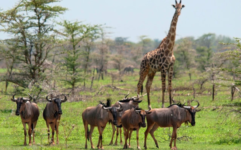 Arusha To Lake Manyara National Park photo