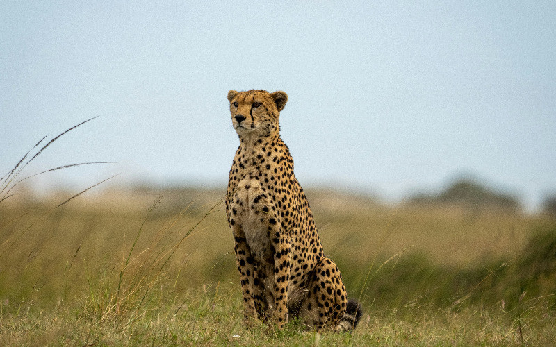 Drive To Central Serengeti photo