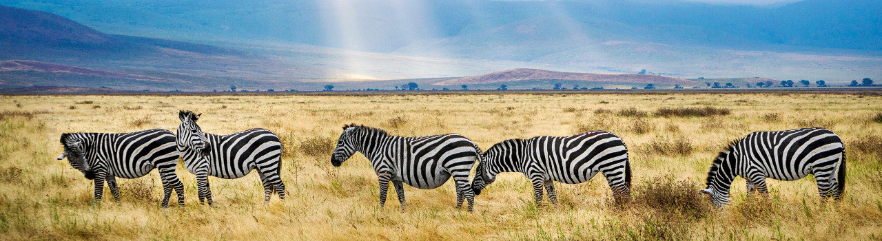 3 Days, 2 Night Midrange Safari