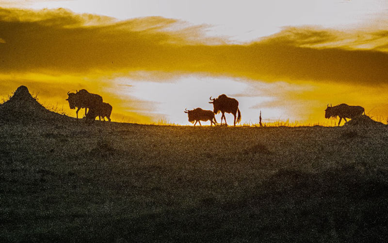 Tarangire/Lake Manyara/Karatu photo