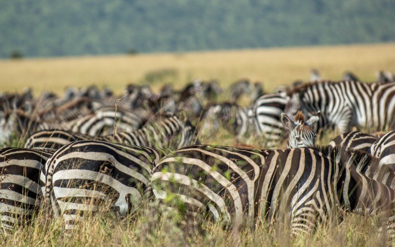 The Calving Season In Ndutu photo