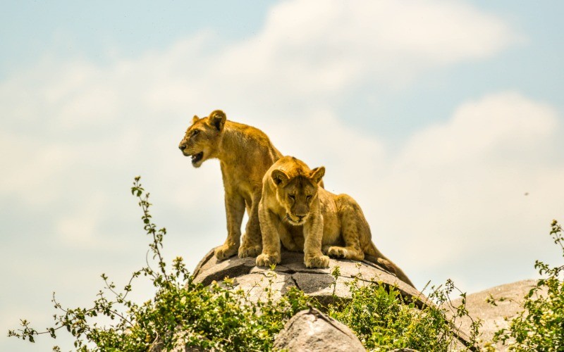 Final Serengeti Game Drive & Return To Karatu photo