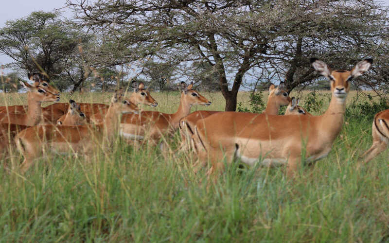 Arusha Town/Moshi To Arusha National Park. photo