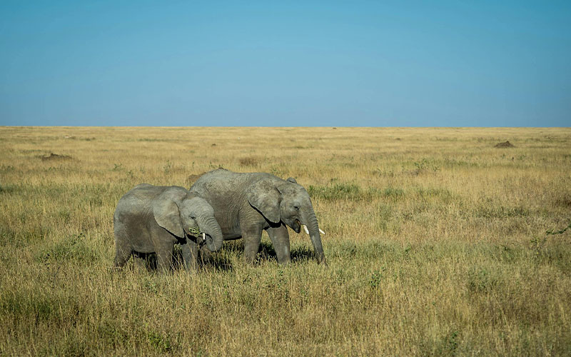 Day 3: Full-Day Game Drive In Serengeti Central photo