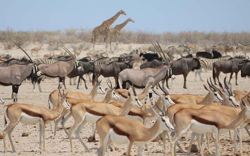 Day 3: Serengeti To Ngorongoro Crater photo