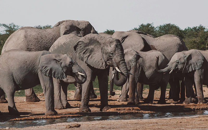 Serengeti (Lobo Area) Full Day photo