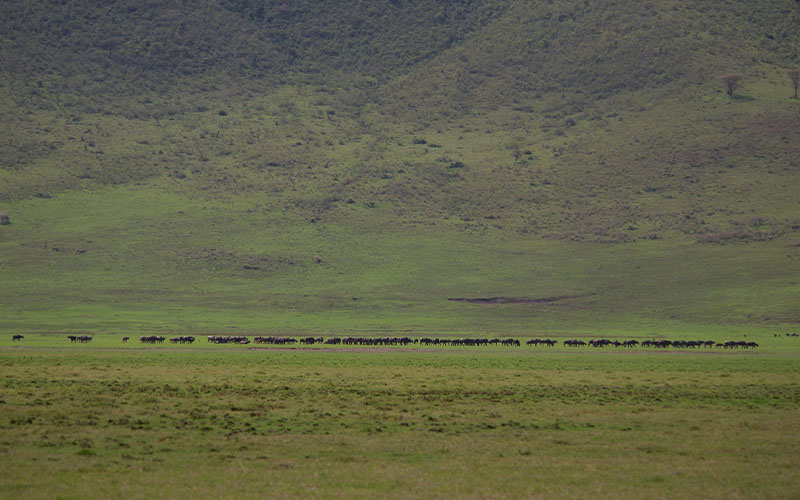 Arusha Town - Ngorongoro Crater photo