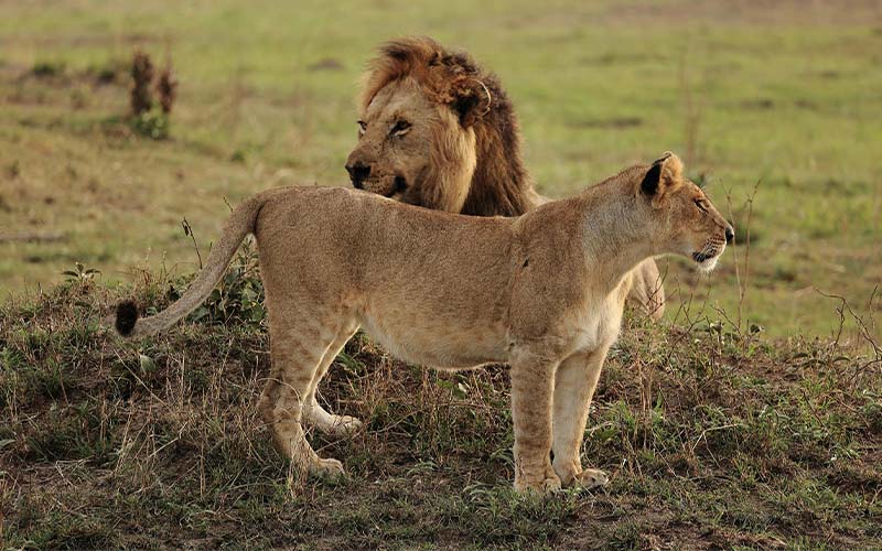 Serengeti National Park (Northern Serengeti) Full Day photo